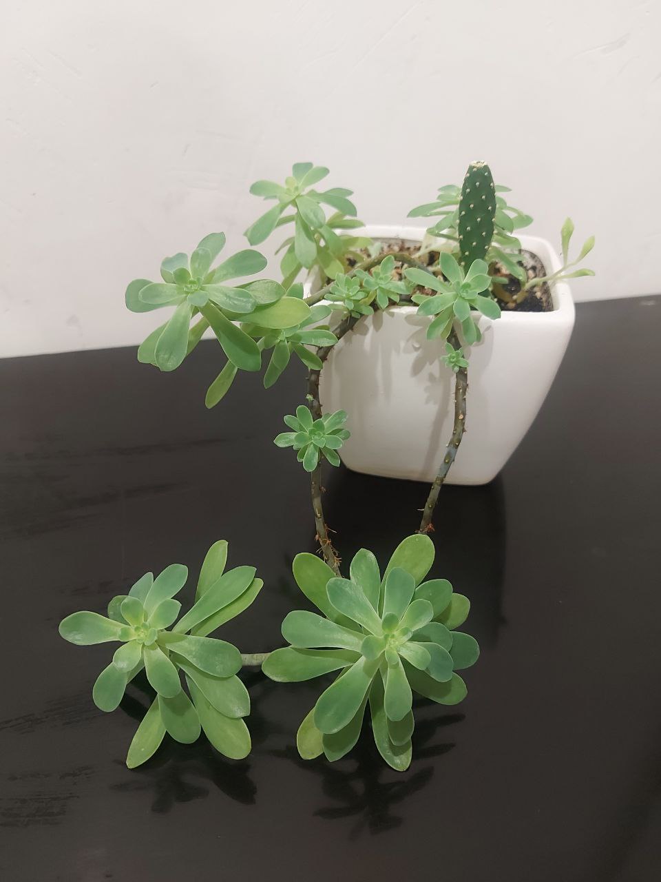 Суккулент - Хобби и отдых в Тюмень