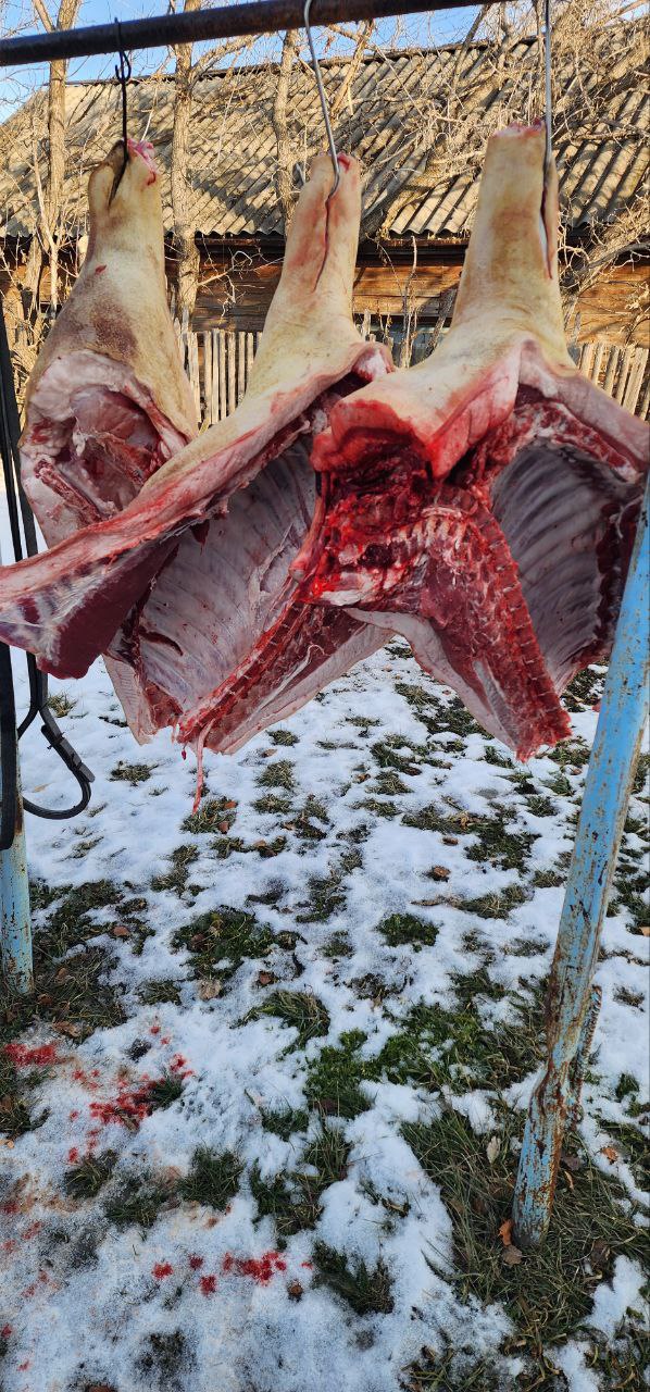 Домашняя свинина со своего подворья - Животные в Омск