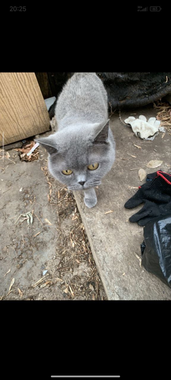 Поиск хозяина для кошки - Животные в Братск