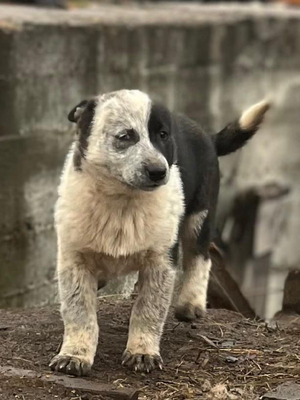 Отдам малышей 2 девочки - Животные в Братск