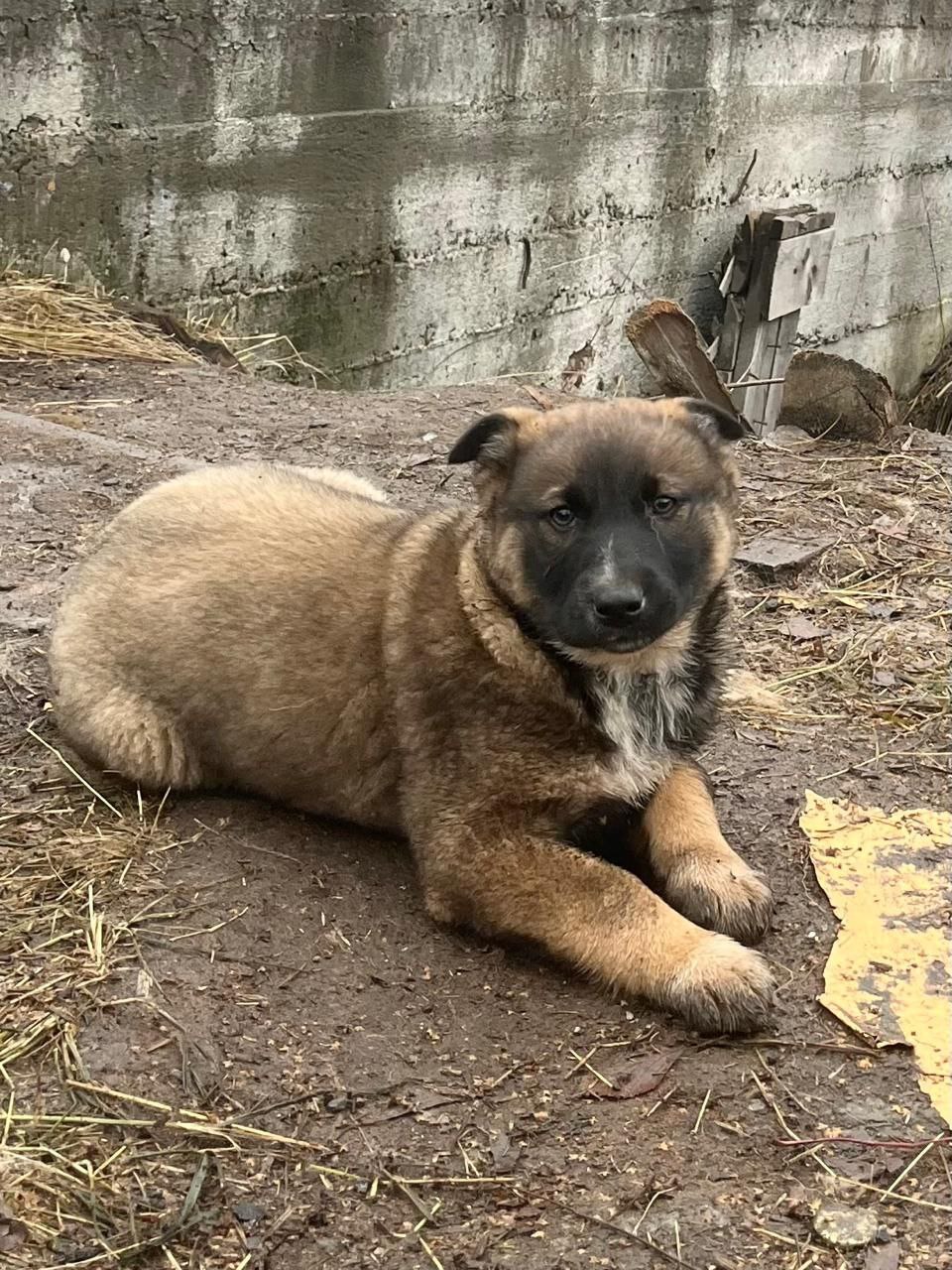 Отдам малышей 2 девочки - Животные в Братск - фото 3