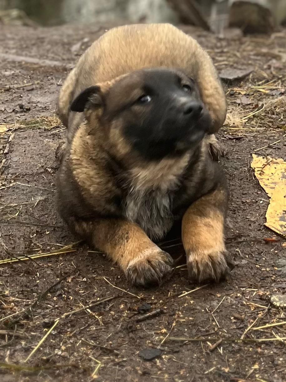 Отдам малышей 2 девочки - Животные в Братск - фото 4