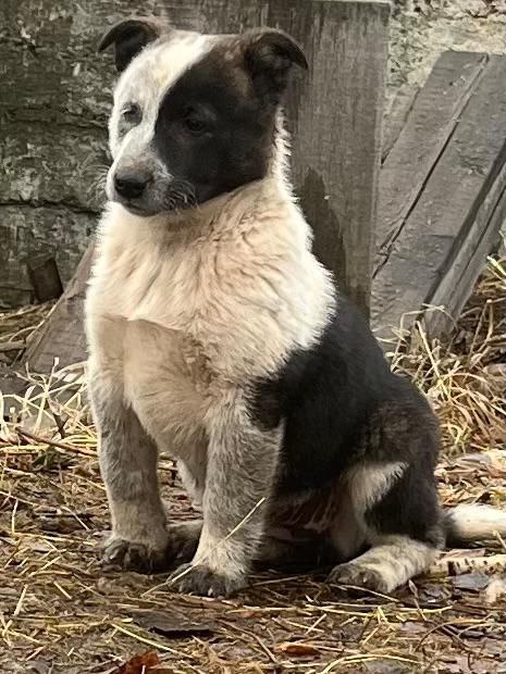 Отдам малышей 2 девочки - Животные в Братск - фото 5