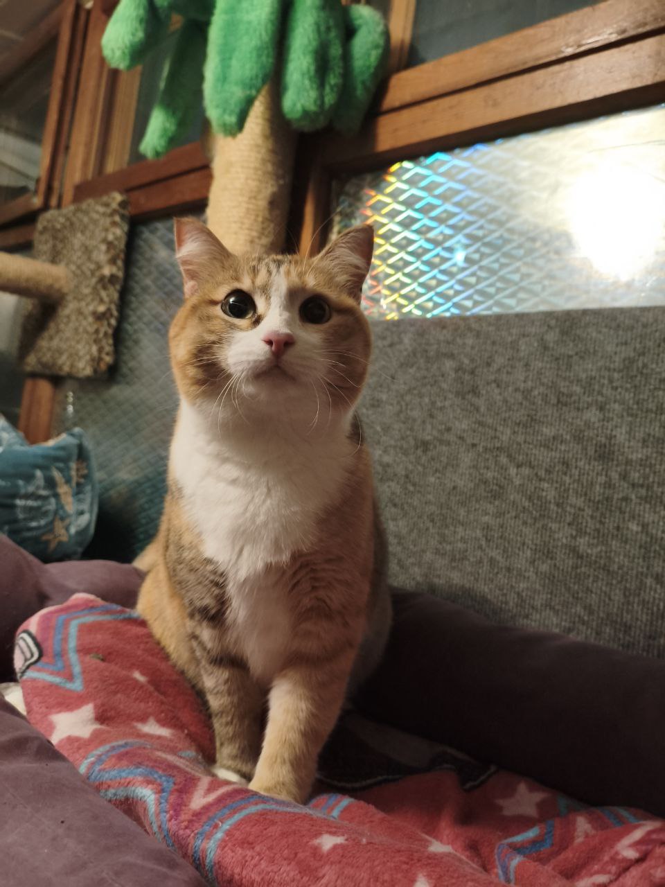 Ищет дом стерилизованная кошечка - Животные в Братск