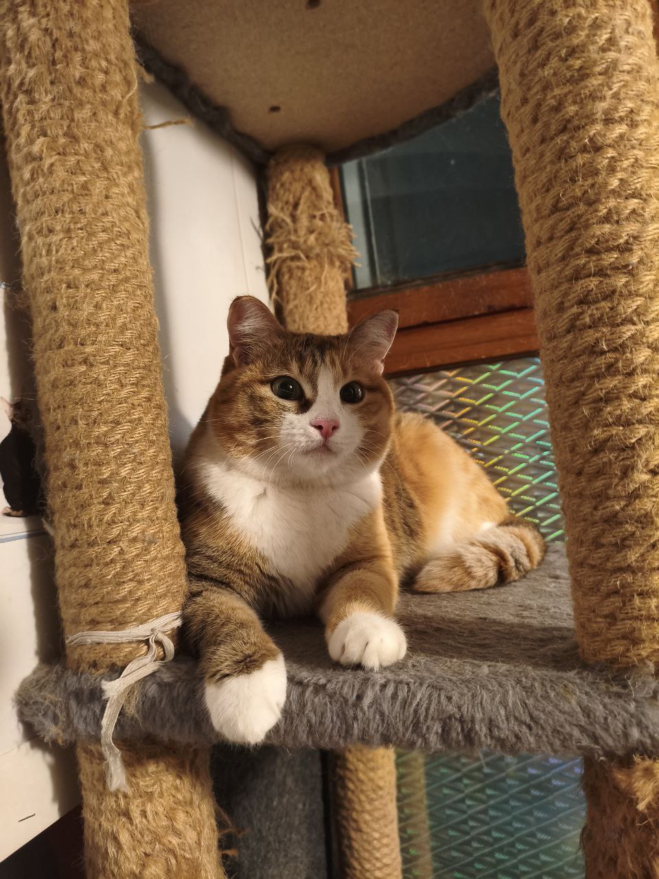 Ищет дом стерилизованная кошечка - Животные в Братск - фото 3