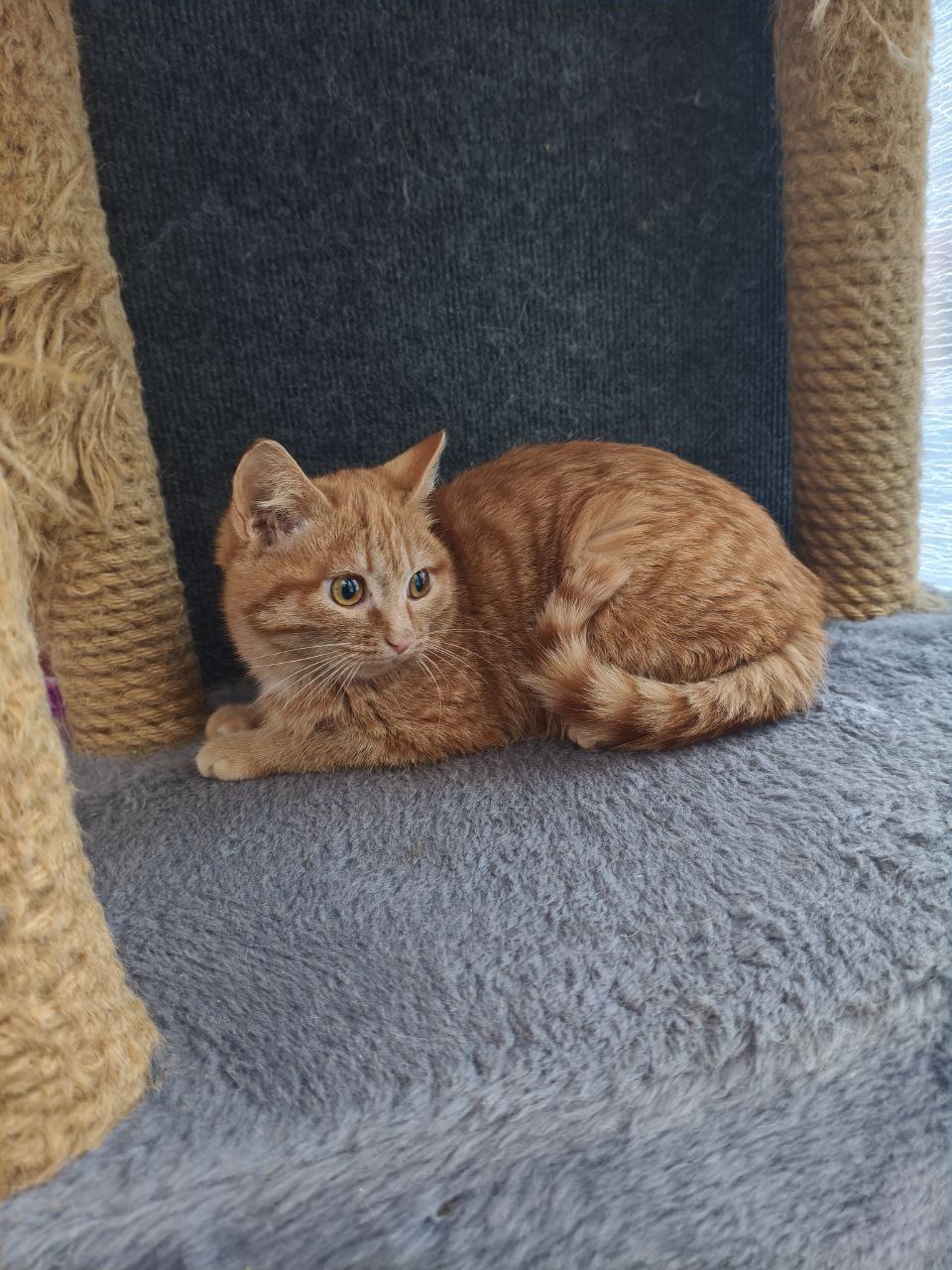 Рыженькая скромница ждёт свою семью - Животные в Братск