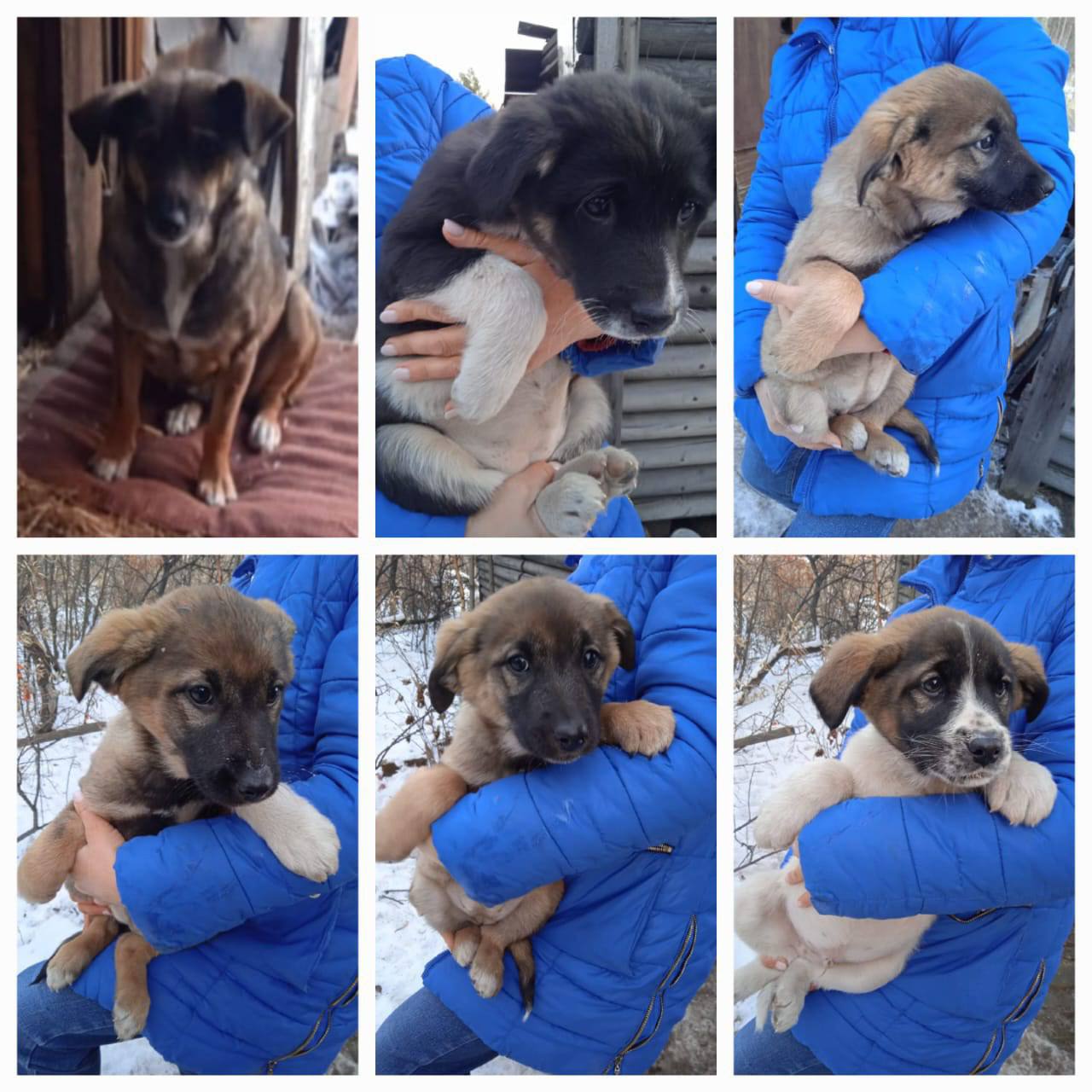 Брошенная собака с щенками на дачах Очистных - Животные в Братск