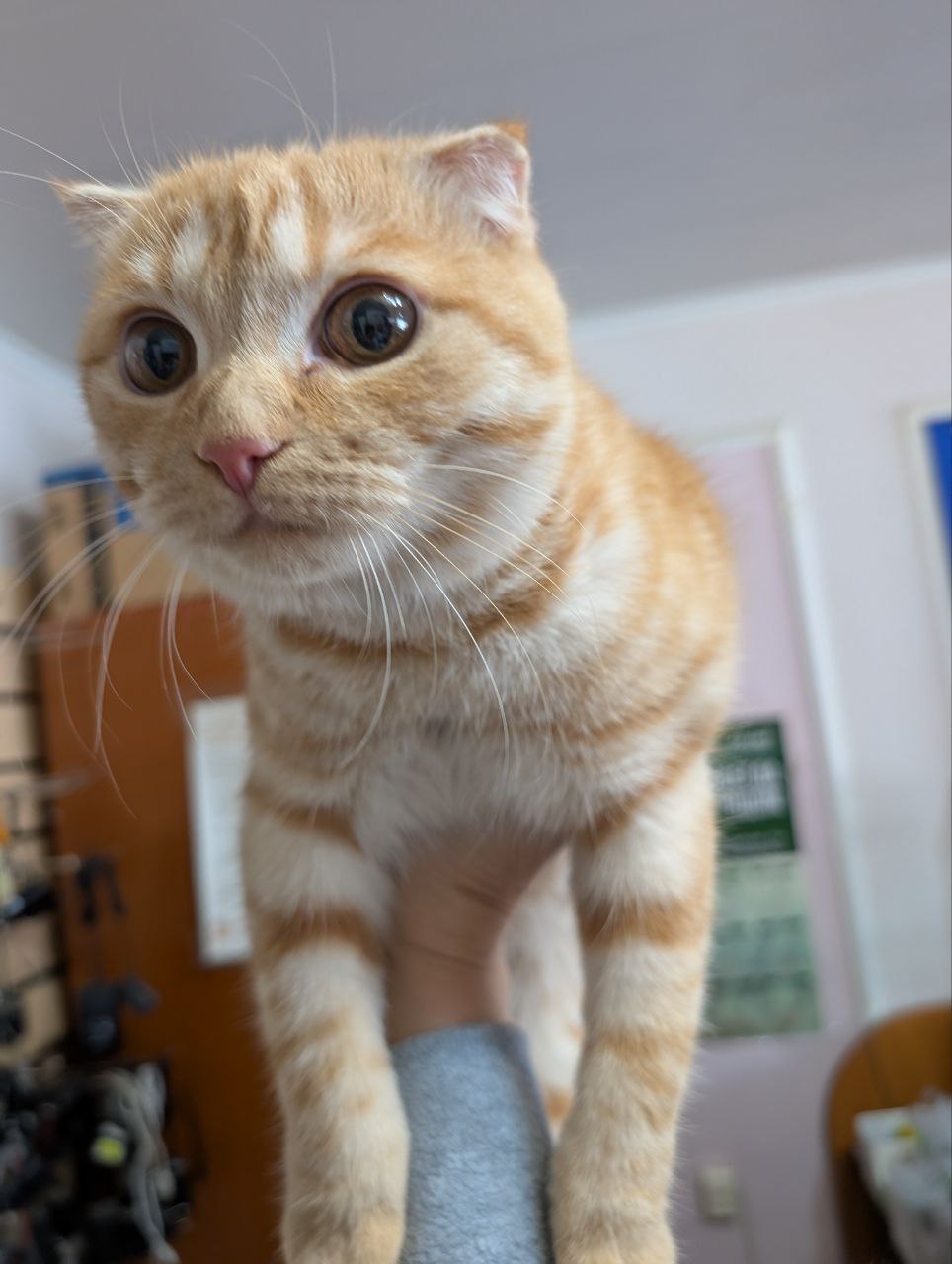 Найден вислоухий котик на Металлургов - Животные в Братск