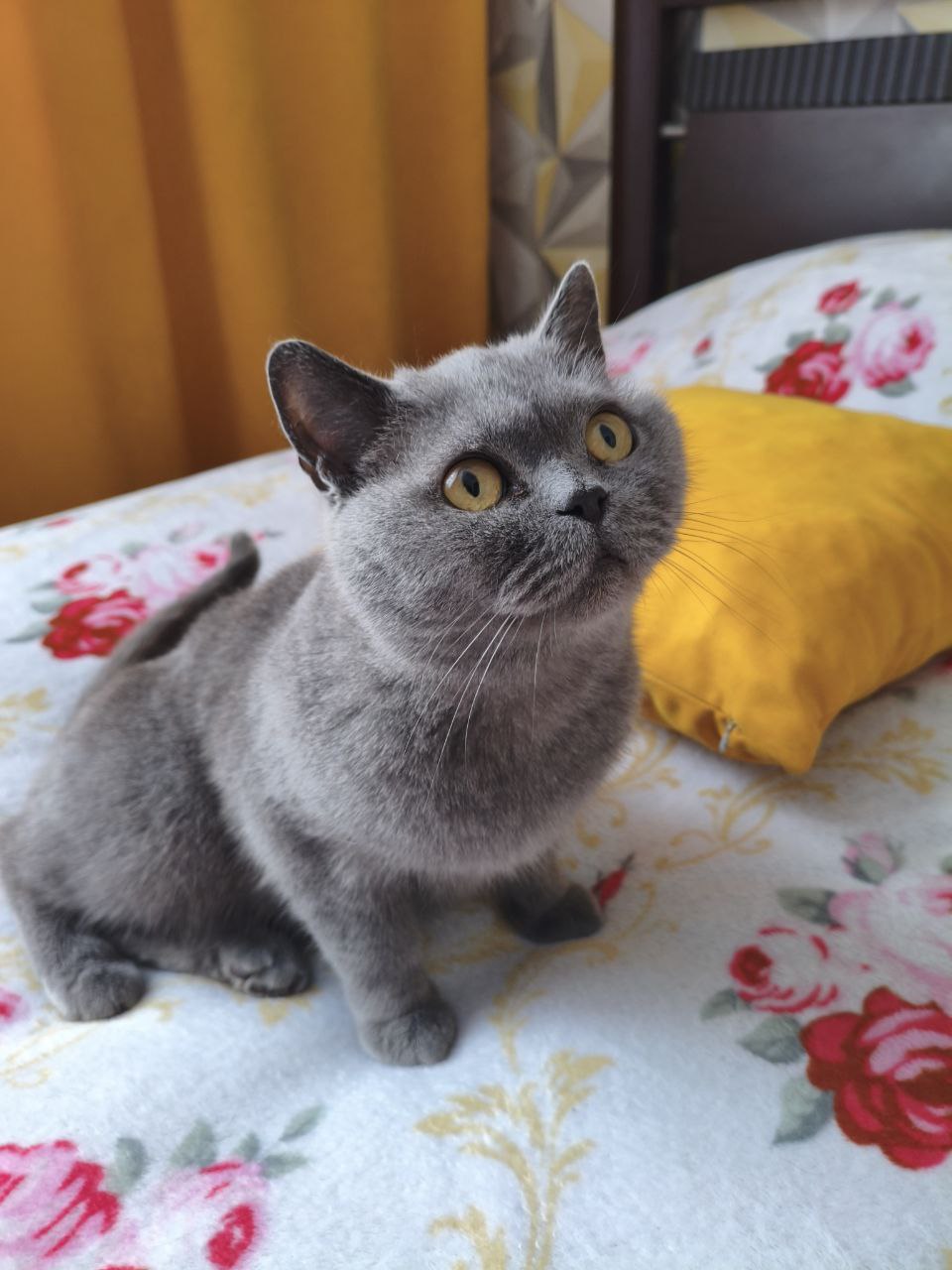 Британочка ищет хозяина - Животные в Братск