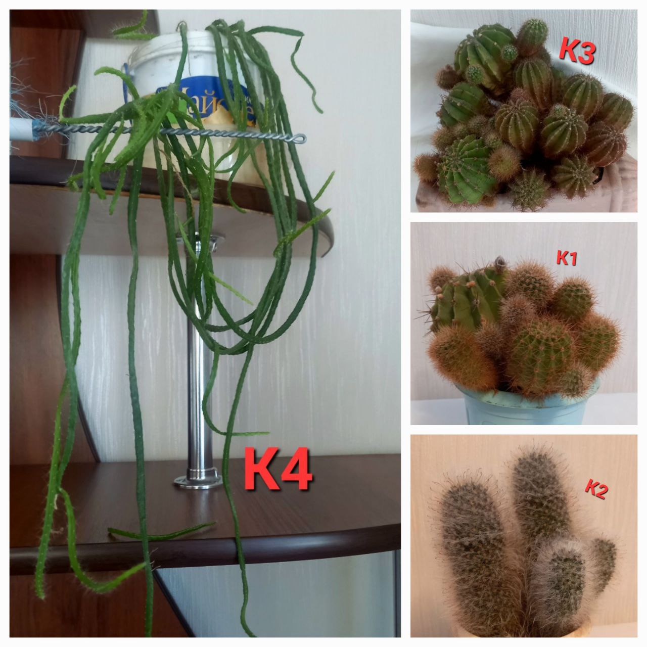 Продам цветы - Хобби и отдых в Братск