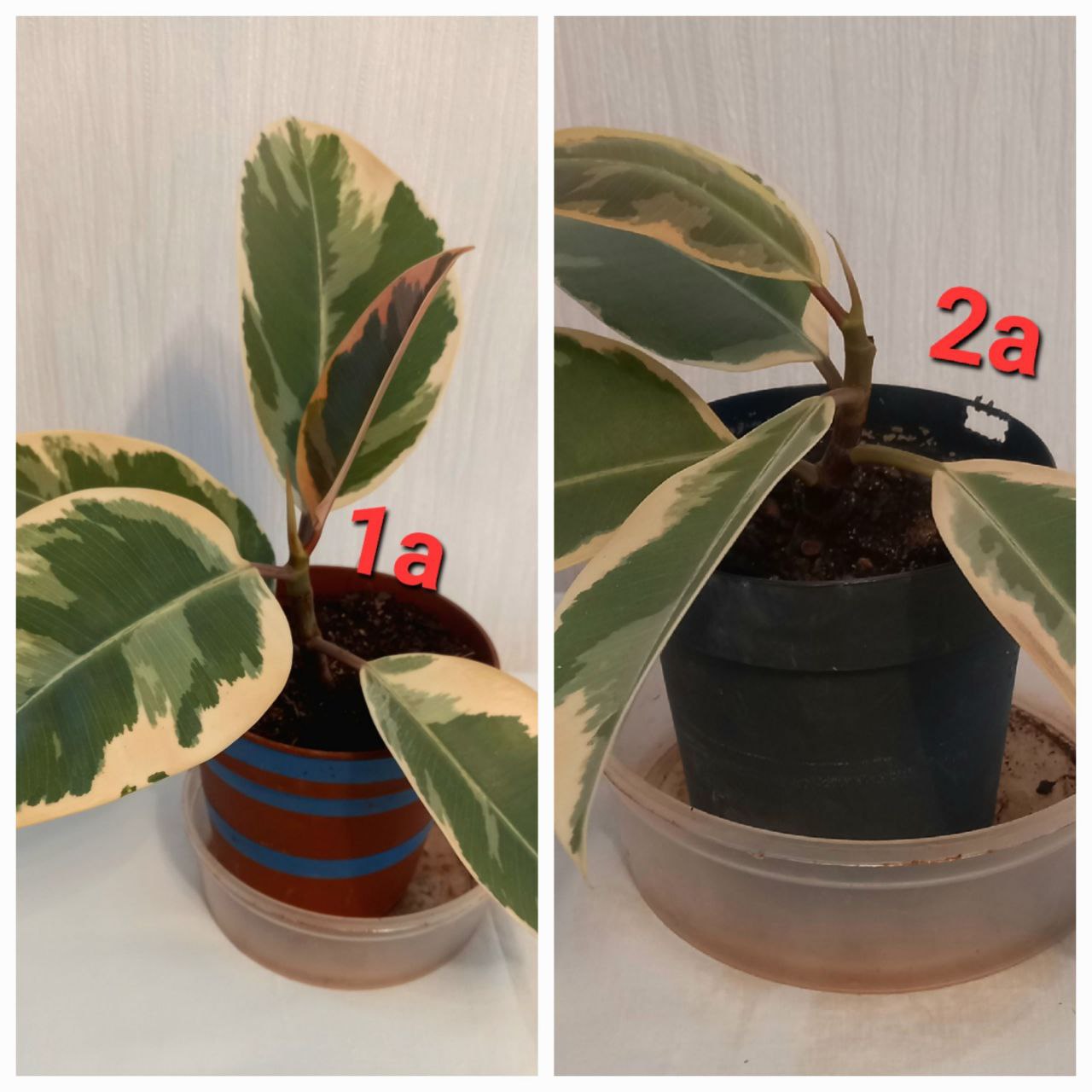 Продам цветы - Хобби и отдых в Братск - фото 2