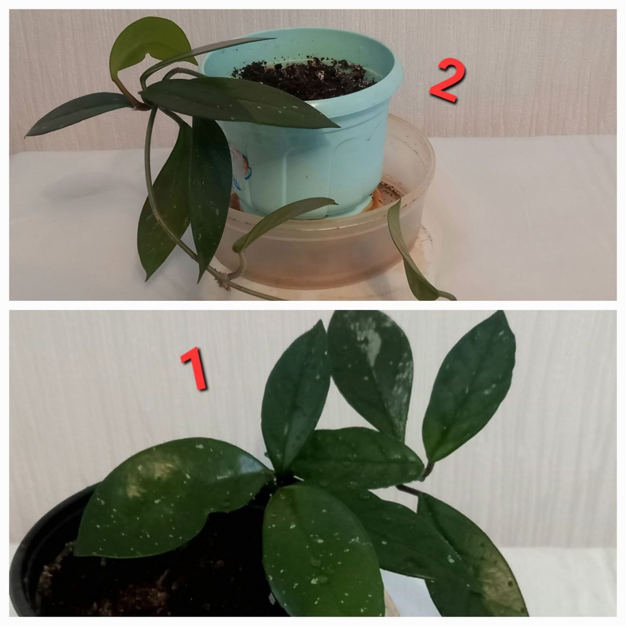 Продам цветы - Хобби и отдых в Братск - фото 3