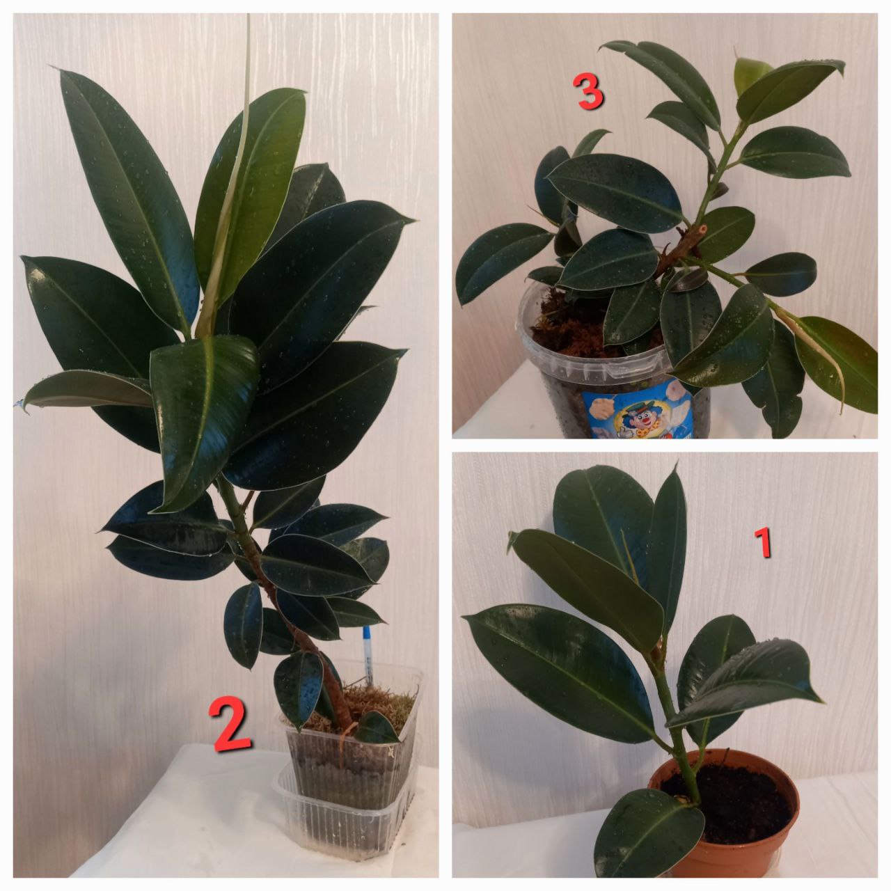 Продам цветы - Хобби и отдых в Братск - фото 4