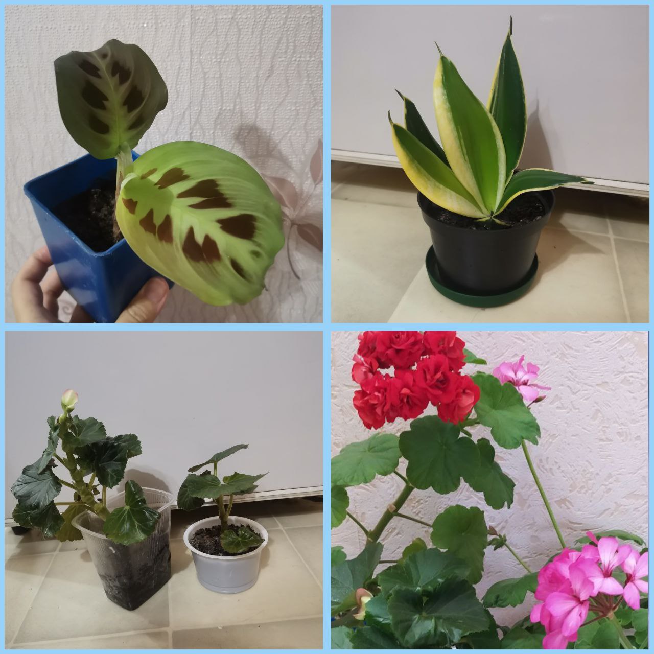 Продам цветочки - Хобби и отдых в Братск