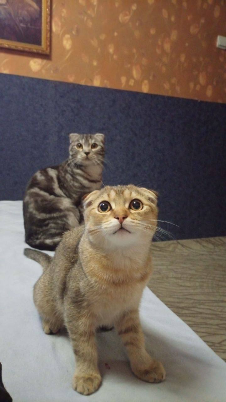 Пропал кот вислоухий - частное объявление в Братск