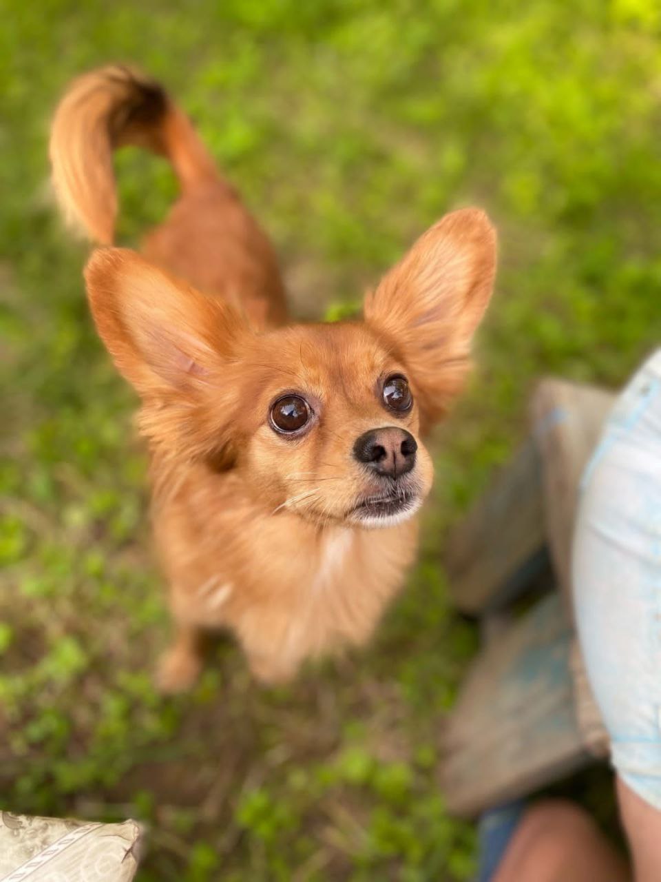 Потерялся кобель во дворах Гагарина - частное объявление в Братск