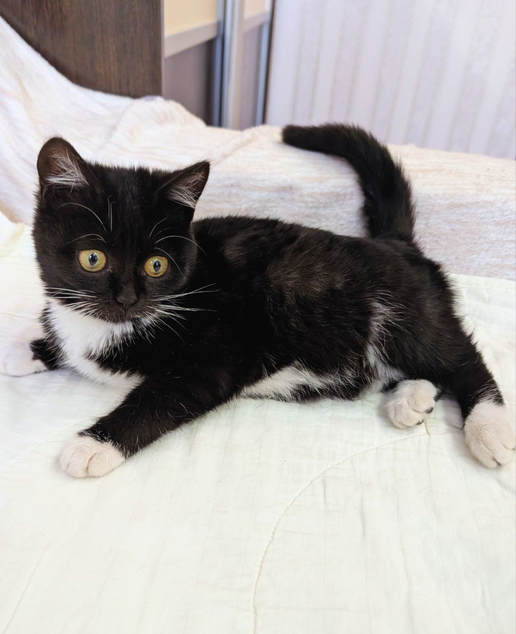 Супер малышка котенок - частное объявление в Братск