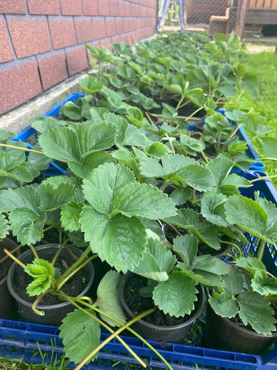 Укоренённые саженцы сортовой Байкальской клубники - Хобби и отдых в Братск