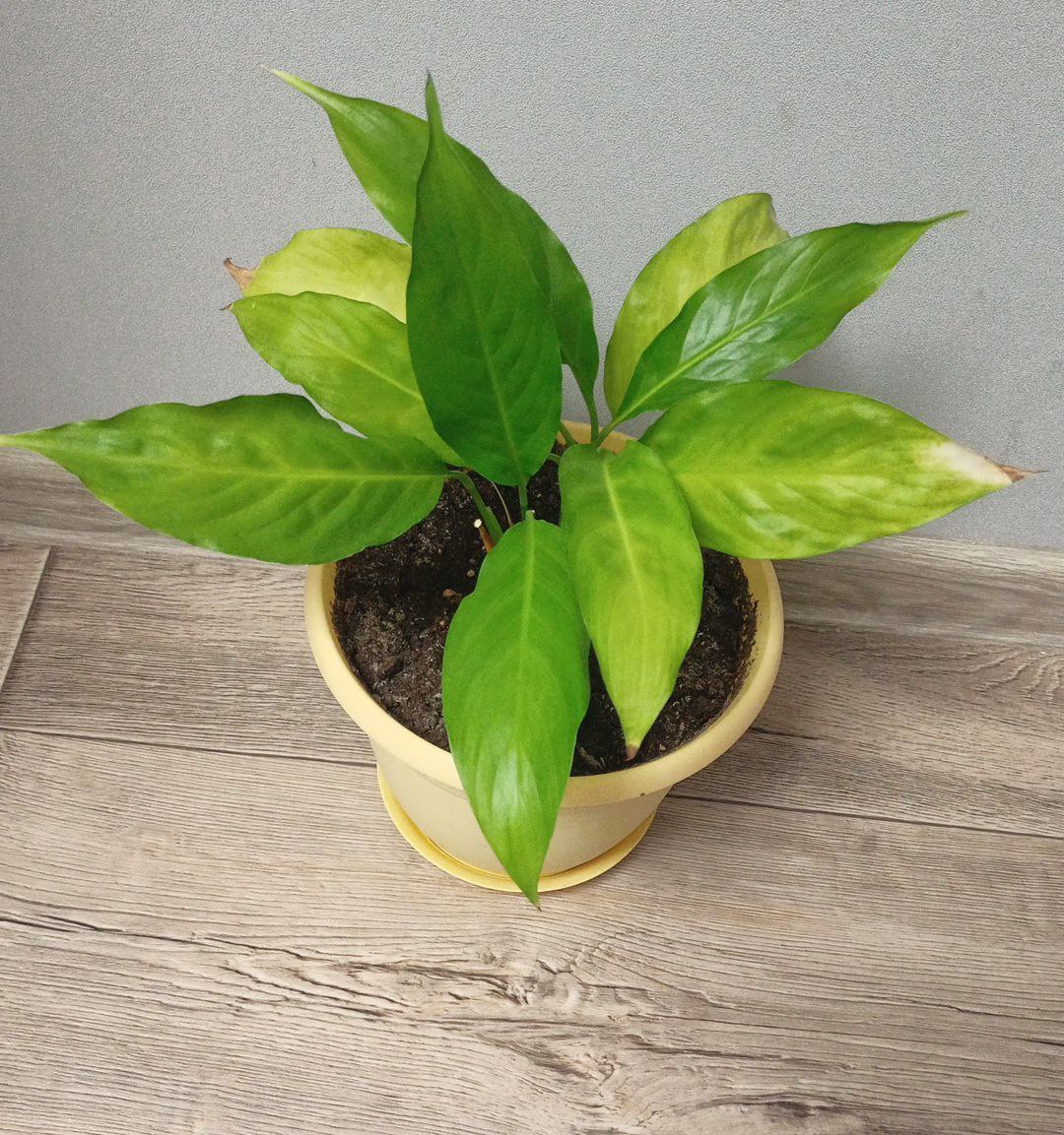 Спатифиллум с горшком - частное объявление в Пермь