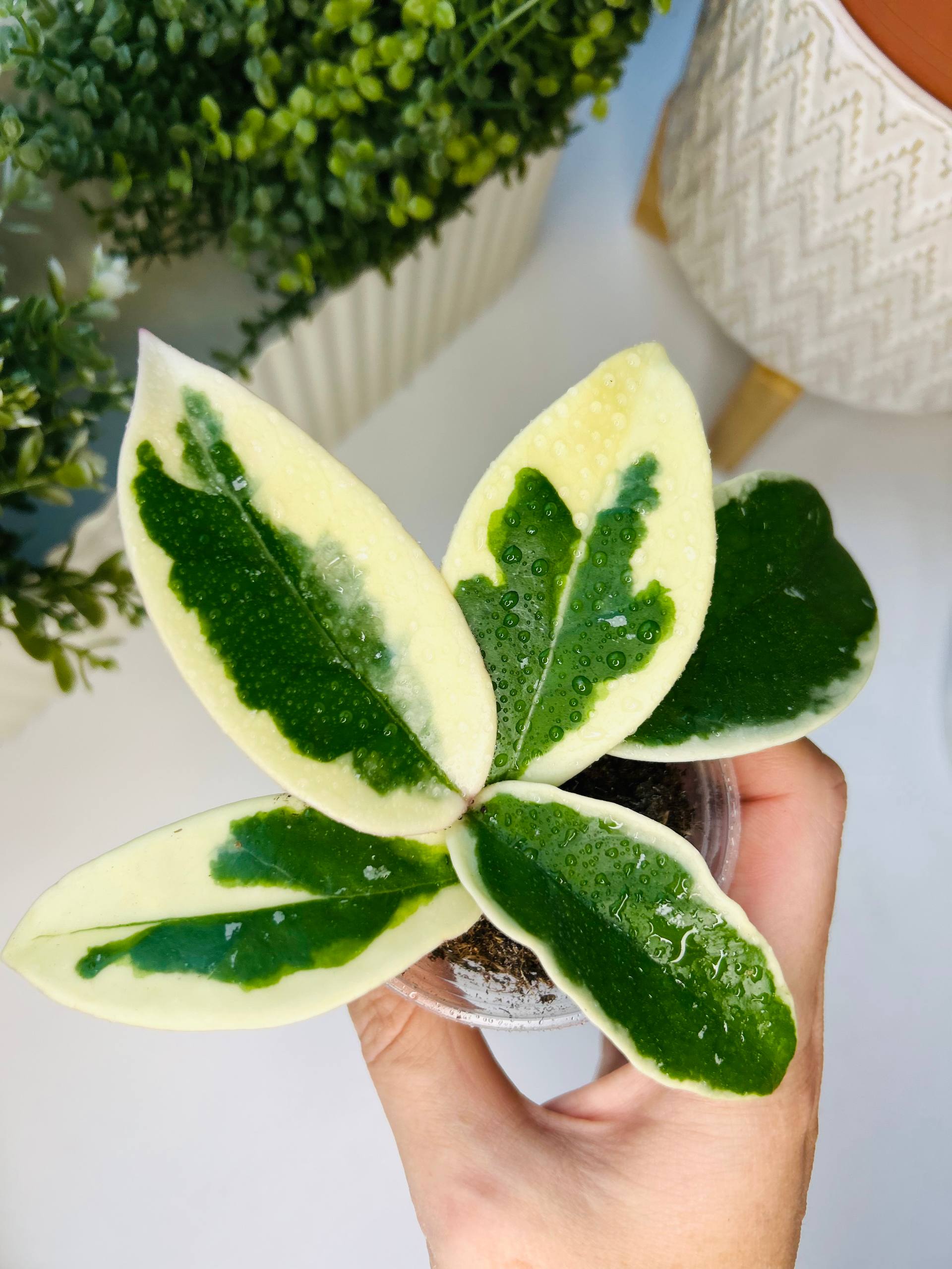 Hoya Krimson Queen - Хобби и отдых в МОСКВА