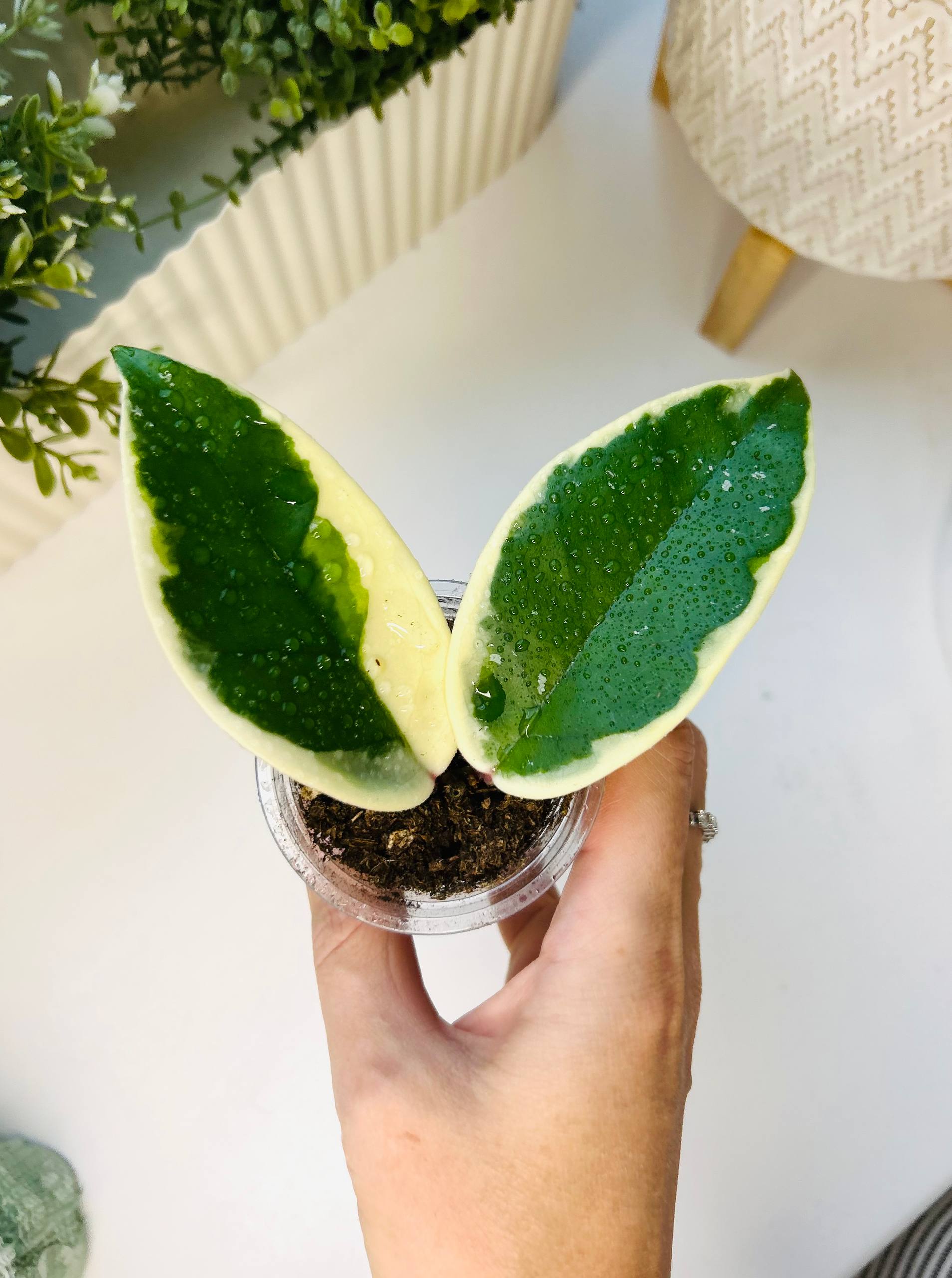 Hoya Krimson Queen - Хобби и отдых в МОСКВА - фото 2