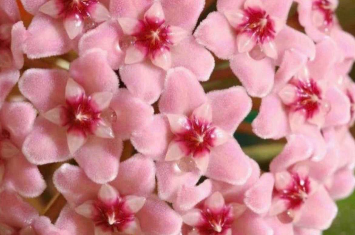 Hoya Krimson Queen - Хобби и отдых в МОСКВА - фото 3