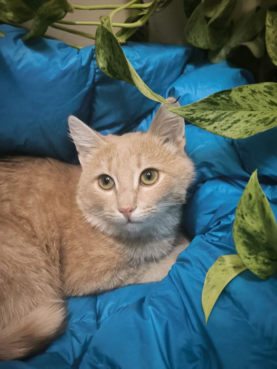 Поиск хозяина для ласковой кошки - частное объявление в Челябинск