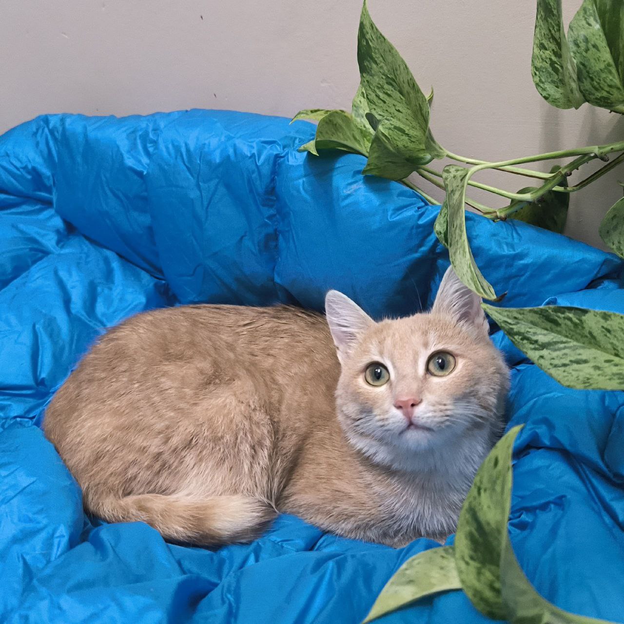 Поиск хозяина для ласковой кошки - Животные в Челябинск - фото 2