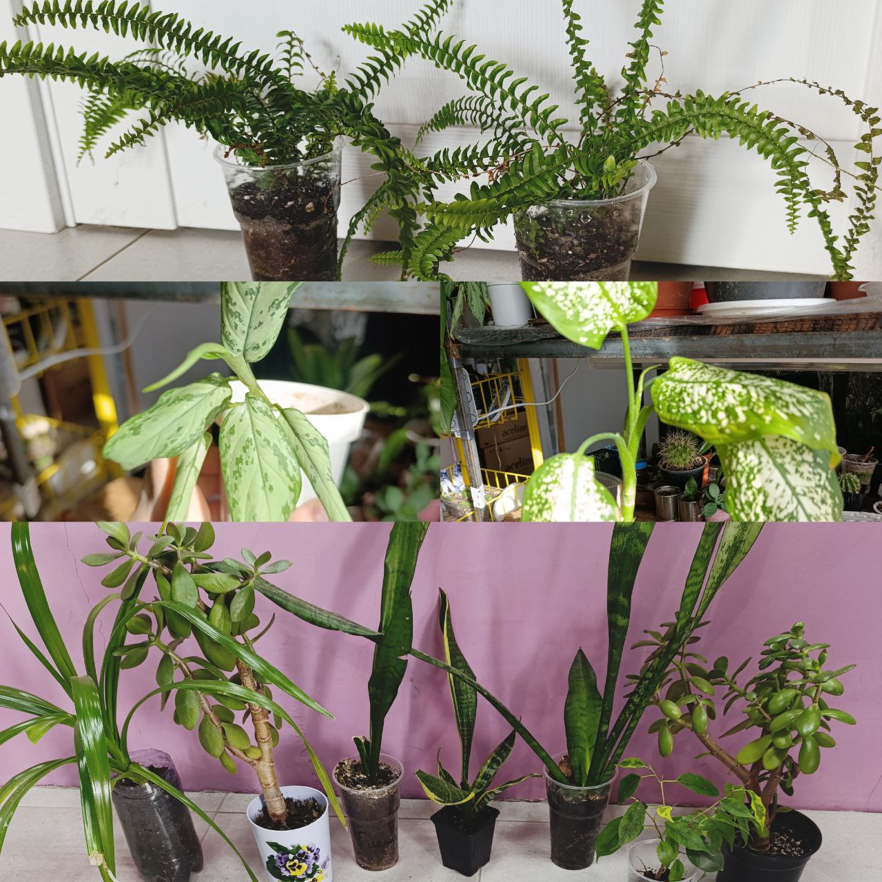 Любой цветок - частное объявление в Оренбург