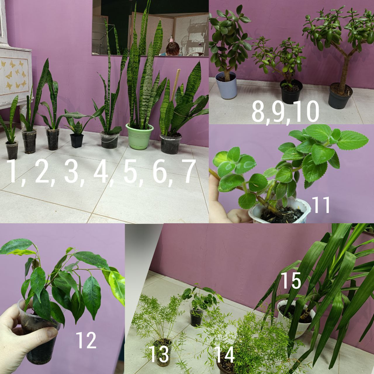 Продажа комнатных растений - Для дома и дачи в Оренбург