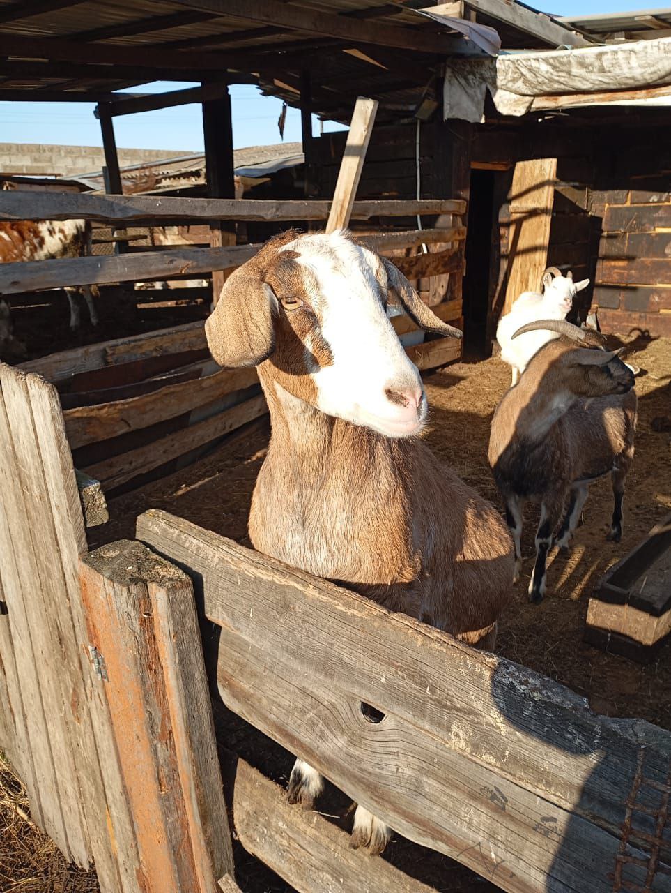 Продам сукотную козу - Животные в Красноярск