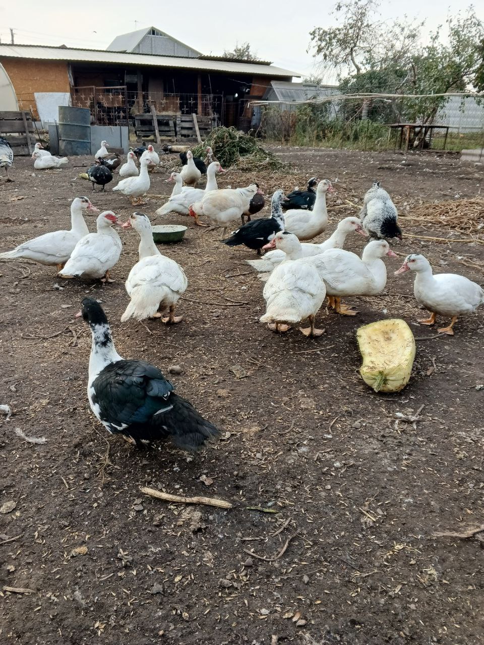 Продажа петухов Брама и индоуток - Животные в Саяногорск