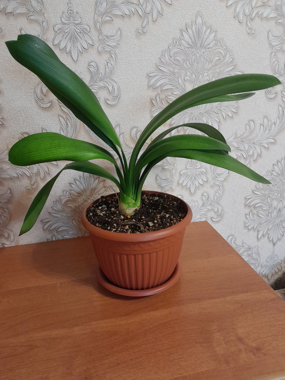 Цветок кливия - Хобби и отдых в Подольск