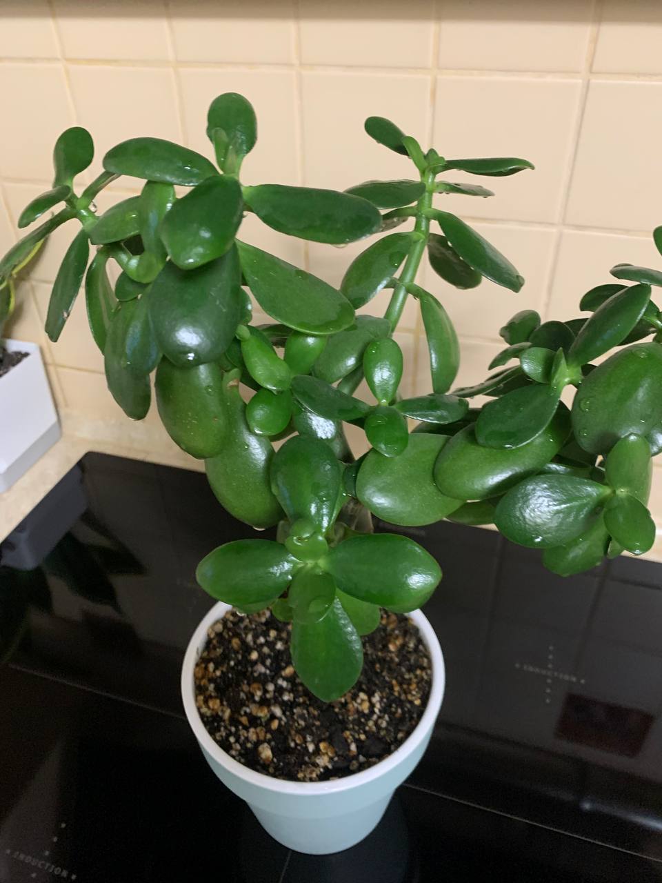 Денежное дерево в новом горшке - частное объявление в Подольск | Климовск