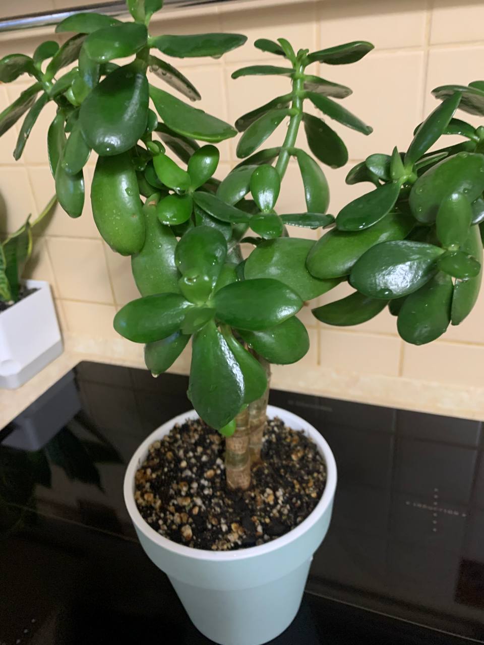 Денежное дерево в новом горшке - Хобби и отдых в Подольск | Климовск - фото 2