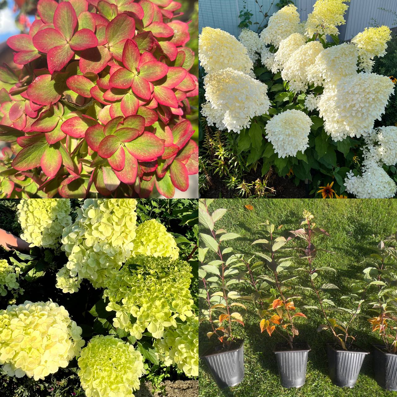 Продажа метельчатых гортензий и декоративных кустарников - частное объявление в Железногорск