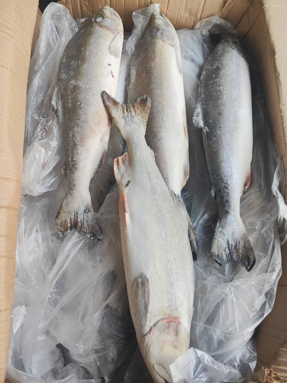 Продажа горбуши и симы - Хобби и отдых в Ангарск