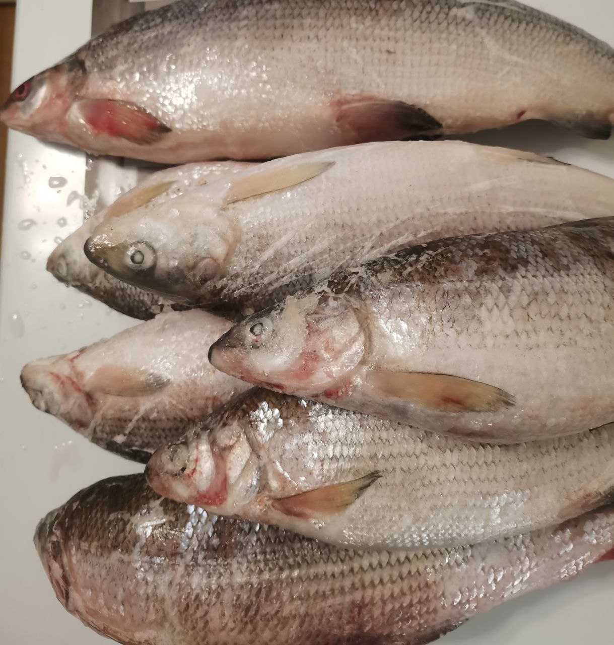 Продажа пеляди - Хобби и отдых в Ангарск