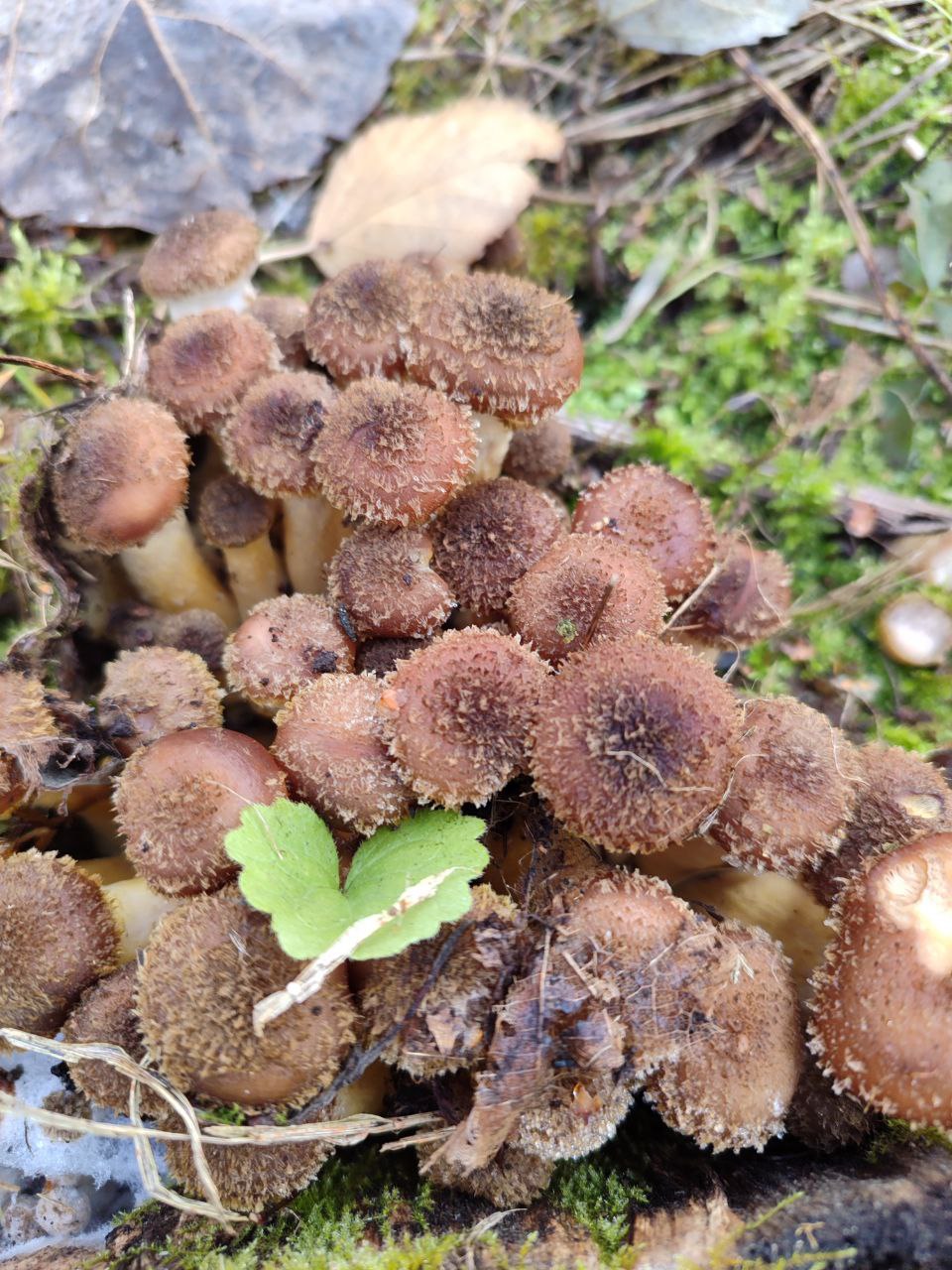 Продажа грибов опята и маслята - Хобби и отдых в Самара