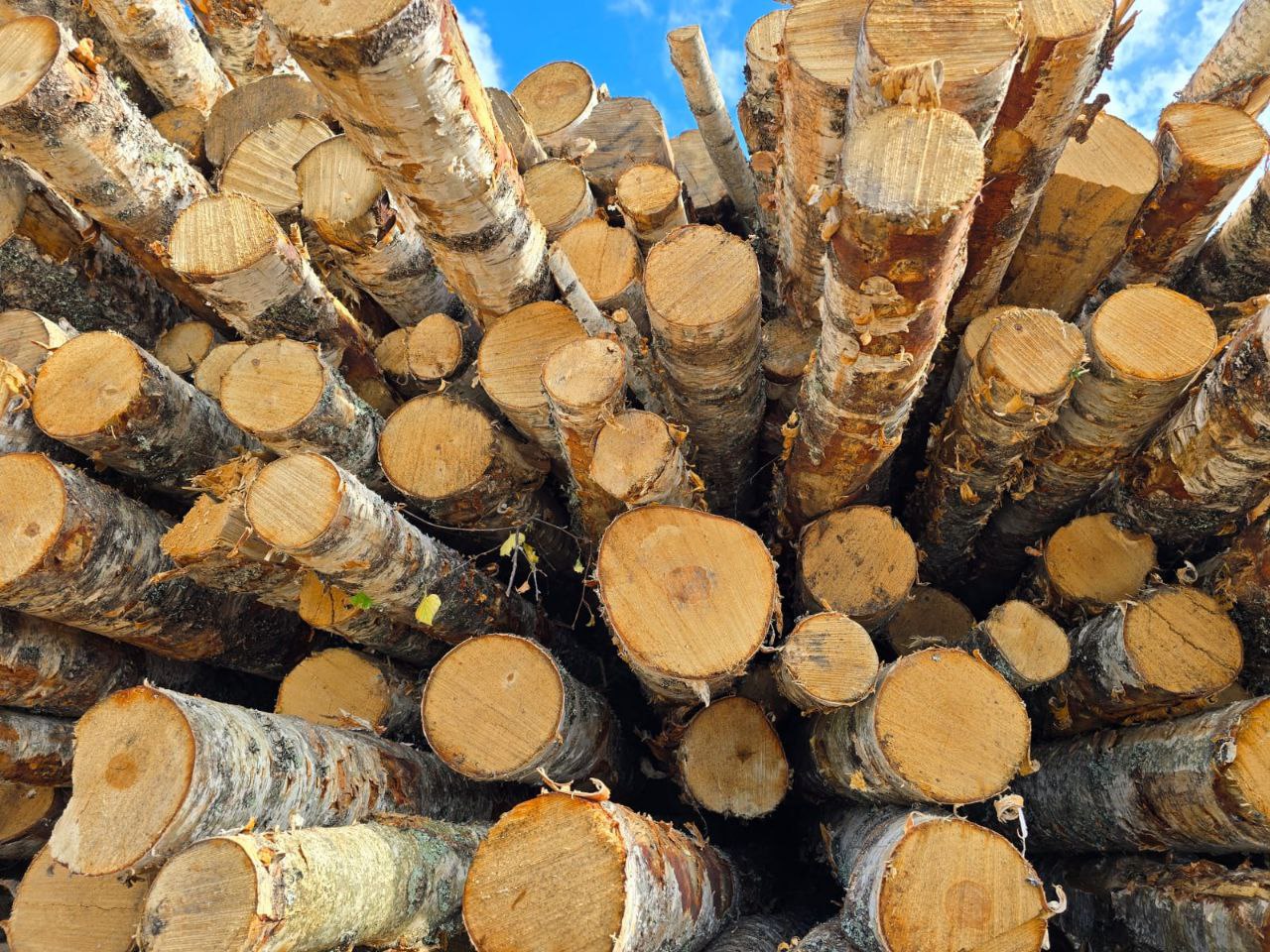 Лучшие берёзовые дрова в городе - Для дома и дачи в Нижний Новгород - фото 5