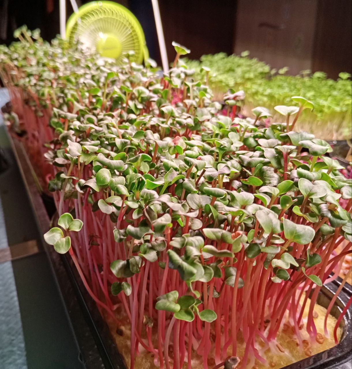 Свежая микрозелень рукколы и редиса - Хобби и отдых в Ижевск