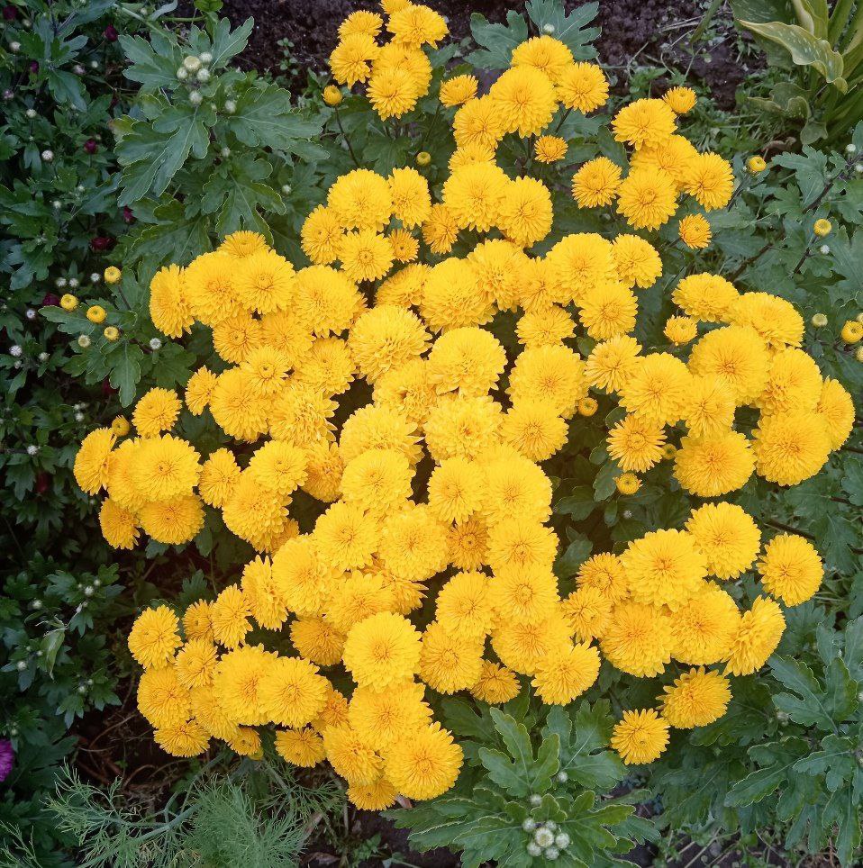 Продам хризантему мультифлору - Хобби и отдых в Абакан