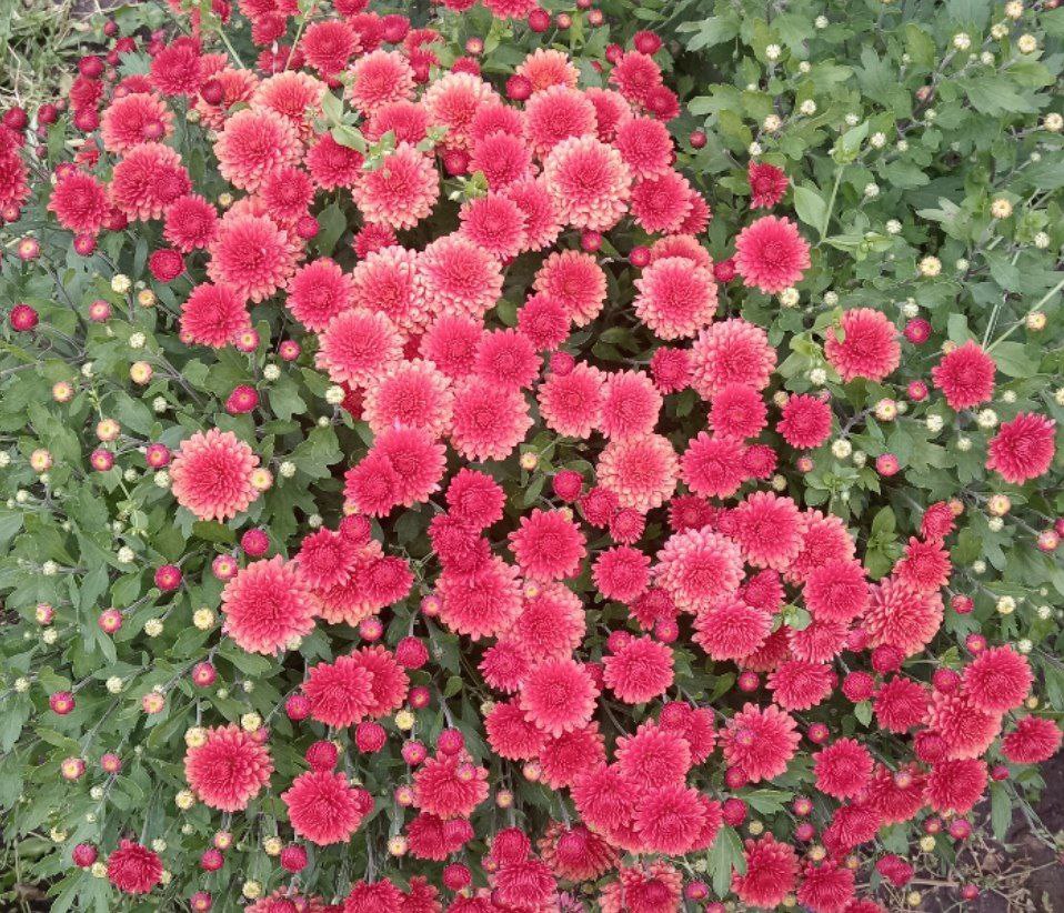 Продам хризантему мультифлору - Хобби и отдых в Абакан - фото 3