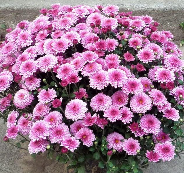 Продам хризантему мультифлору - Хобби и отдых в Абакан - фото 4