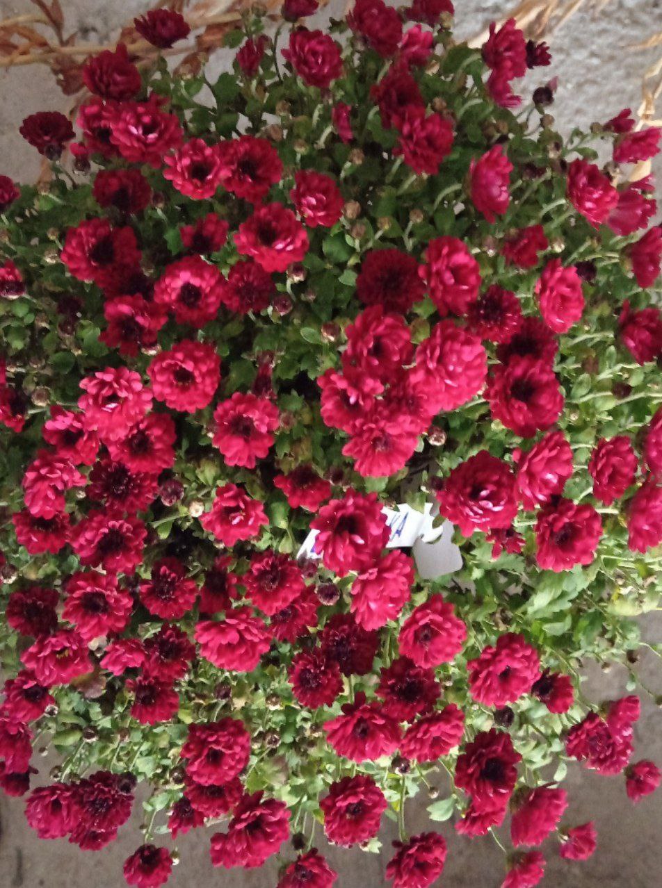 Продам хризантему мультифлору - Хобби и отдых в Абакан - фото 5