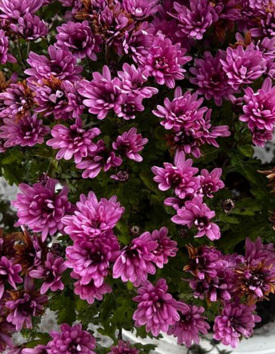 Продам хризантему мультифлору - Хобби и отдых в Абакан - фото 6