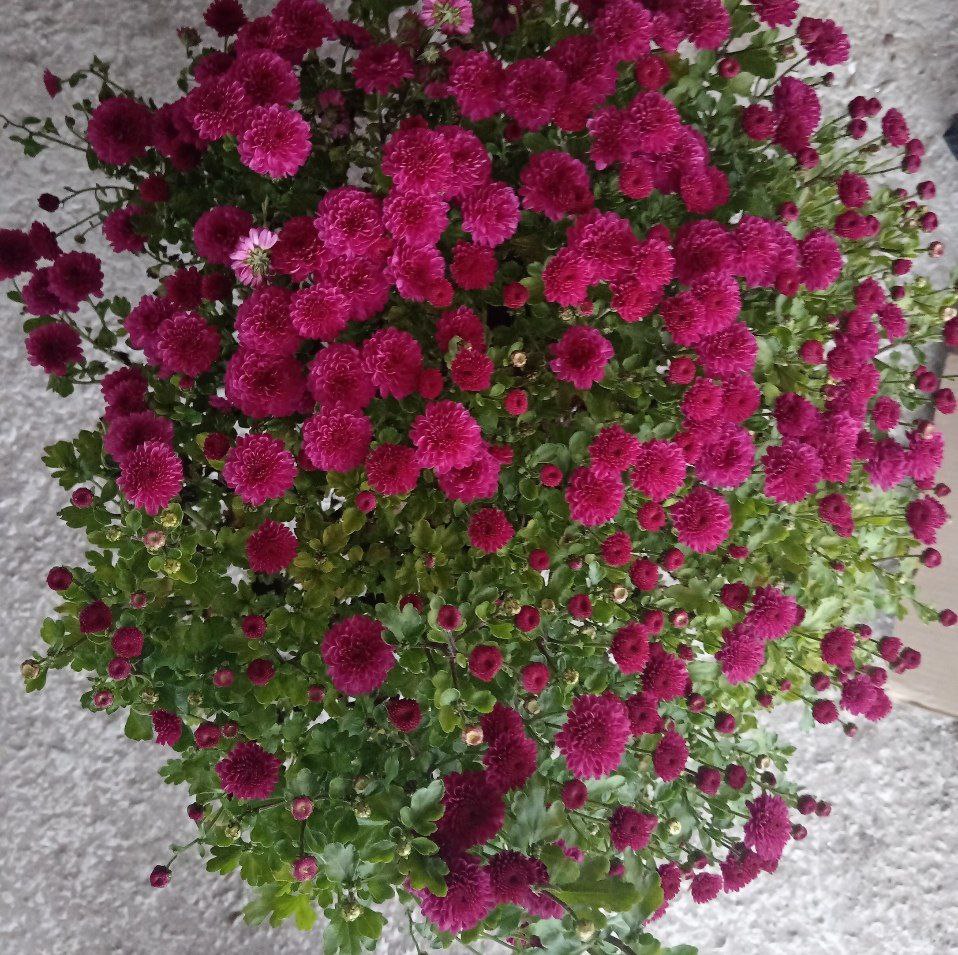 Продам хризантему мультифлору - Хобби и отдых в Абакан - фото 7