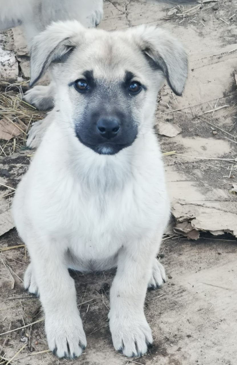 Щенок для охраны дома - Животные в Чита