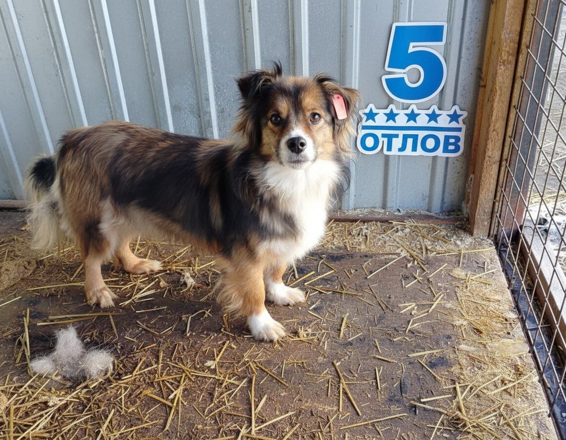 Мальчик кот - Животные в Чита