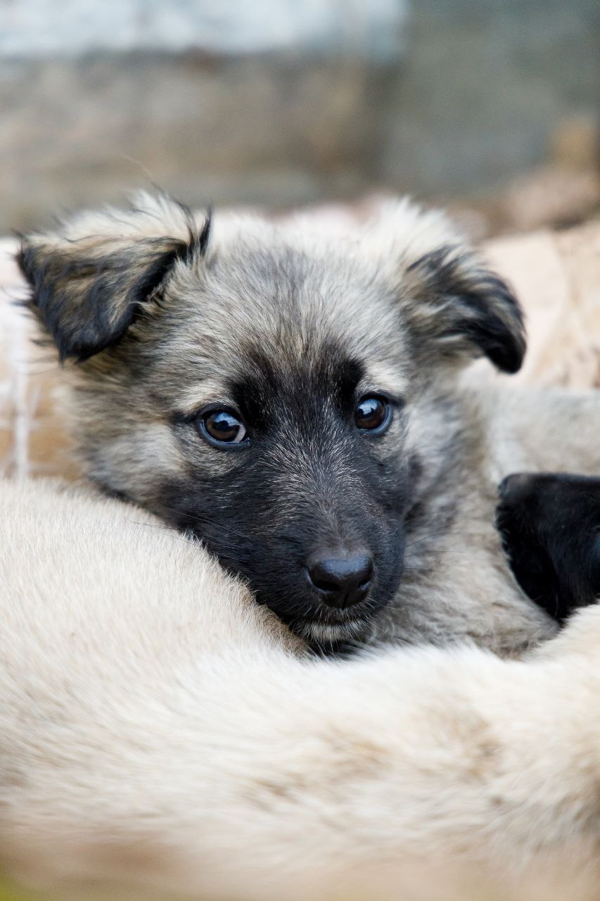 Продажа активной умной собаки - Животные в Чита